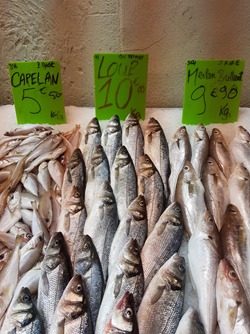 Photo at sector 8030208